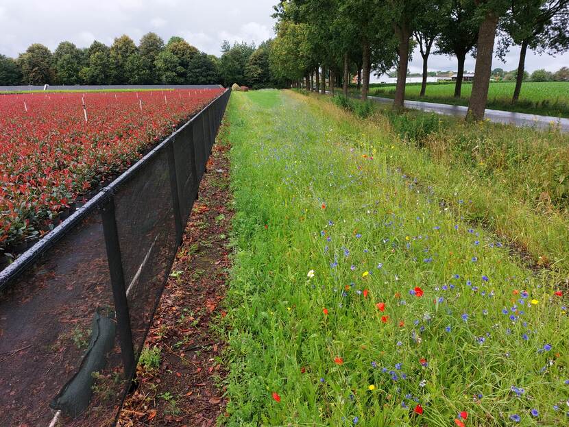 Groenstrook met bloemen langs sloot en landbouwgrond