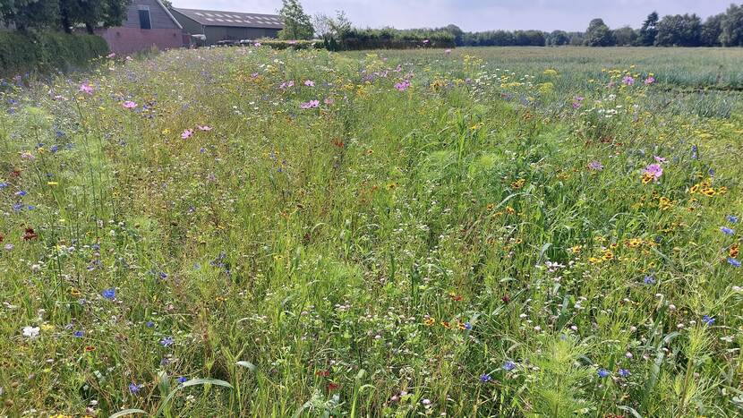 Groenstrook met bloemen langs sloot en landbouwgrond