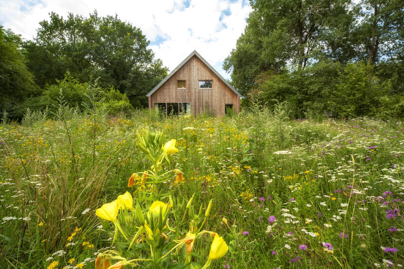 Weide met wilde bloemen